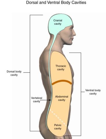 Anatomy lvl 3 neuroanatomy course